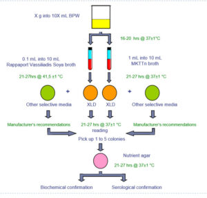 Salmonella - BioScience Diagnostics Pte Ltd